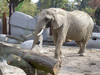 L'éléphant mâle Tusker a été euthanasié au zoo de Bâle