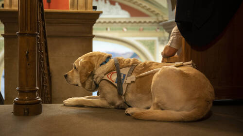 Régler la certification des formateurs de chiens d'assistance