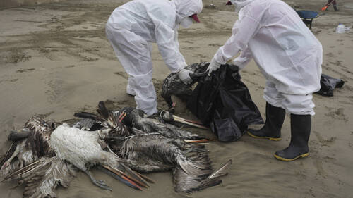 La grippe aviaire menace la faune de l'Antarctique