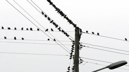 Le bruit affecte fortement les oiseaux et leur reproduction