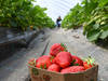 Plus de 1000 tonnes de fraises suisses par semaine sur les étals