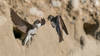 BirdLife appelle à préserver l'habitat de l'hirondelle de rivage