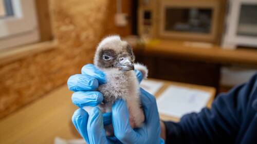 Eclosion artificielle d'oeufs de gypaètes barbus à Goldau (SZ)