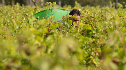 Vendanges 2026 à Bordeaux: une précocité "jamais connue"