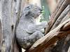 L'Australie considère les koalas "en danger"
