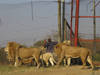 Afrique du Sud: des pumas et des lions contaminés par le Covid-19