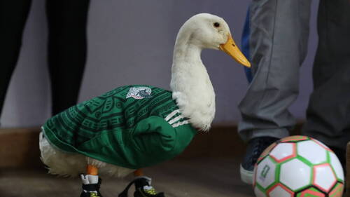Le canard mascotte du Mexique reçoit les honneurs présidentiels
