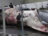 L'opposition à la chasse à la baleine augmente en Islande