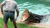 Burt, le reptile-vedette du film "Crocodile Dundee", est mort
