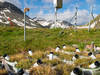Réchauffement: des pelouses alpines brunes plutôt que vertes