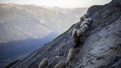 Quelque 80 moutons chutent mortellement dans le vide aux Grisons
