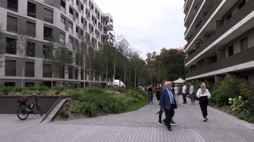 Forêt de bouleaux sur le plateau de Frontenex