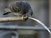 Prolifération des pigeons à Delémont: un drone pour les gérer