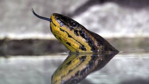 Italie: saisie d'anacondas, de pythons et de boas