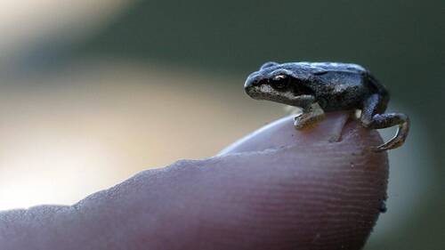 La grenouille rousse est menacée en basse altitude