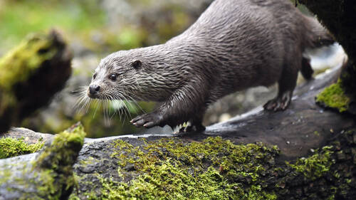 La loutre a fait un retour naturel cet été à Genève
