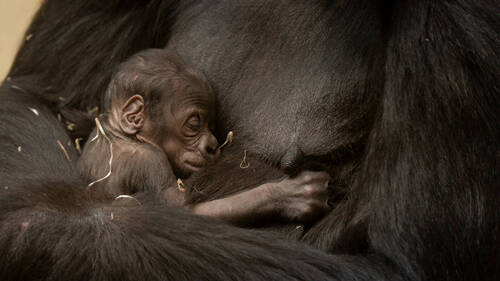 Naissance d'un bébé gorille au zoo de Zurich