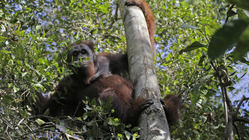 Sauvés du feu à Bornéo, huit orangs-outans ont été relâchés