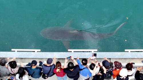 Corée du Sud : un requin égaré devient la mascotte de Busan