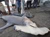 Costa Rica: alerte sur le danger d'extinction de requins-marteaux