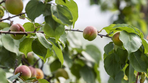 Présence élevée de résidus de pesticides sur des fruits en 2024