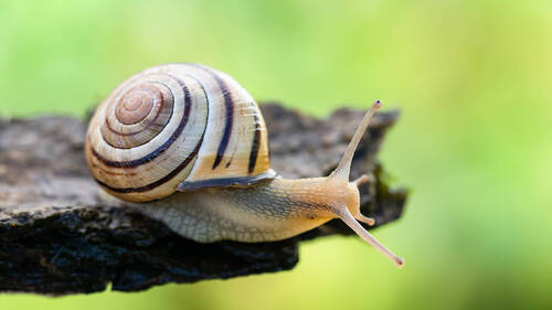 L'escargot des haies est l'animal de l'année 2025