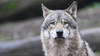 Le texte abaissant la protection du loup en Europe entre en vigueur