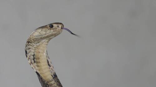 Un cobra aperçu dans une commune près de Toulouse