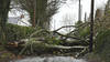 Tempête Eowyn: milliers de foyers privés d'électricité en Irlande