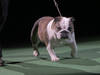 Le bulldog anglais souffre de la gueule qui fait son succès