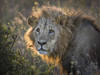 Six lions tués par des éleveurs au Kenya depuis samedi