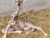 Naissance d'un girafon au zoo Knie à Rapperswil (SG)