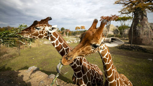 Arrivé en octobre, le mâle des girafes du zoo de Zurich euthanasié