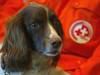 50 ans de la Société suisse de chiens de recherche et de sauvetage