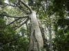Forêt amazonienne: un possible "un point de rupture" d'ici 2050