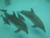 Les dauphins reconnaissent leurs amis grâce au goût de leur urine