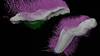 Des fossiles de mollusques baptisés "punk" et "emo"