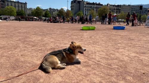 corgi chien