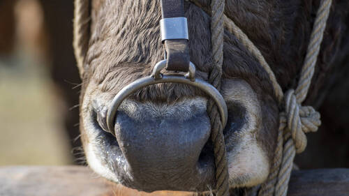 Un taureau tue un ouvrier agricole à Palézieux-Village (VD)