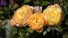 Jardin des roses