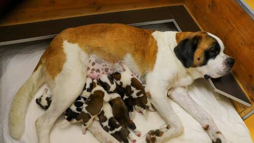 Huit petits saint-bernard sont nés le 11 août à Martigny (VS)