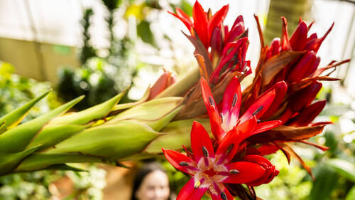 Une Doryanthes palmeri en fleur au Jardin botanique de Genève