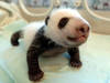 La Corée du Sud s'émeut de la naissance de pandas géants jumeaux