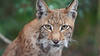 Variations inexpliquées dans la survie du lynx en Suisse (étude)