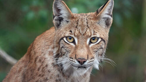 Variations inexpliquées dans la survie du lynx en Suisse (étude)