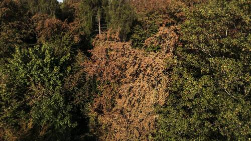La sécheresse transforme la forêt en zone à risques