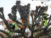 La Ville de Genève veut laisser les arbres s'épanouir