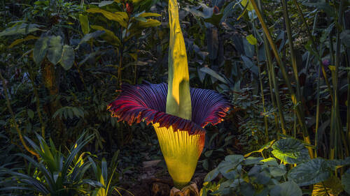 Bâle: une rare titanophille fleurit cette nuit au Jardin botanique