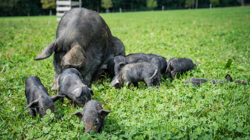 Le cochon noir des Alpes reconnu comme une race autochtone