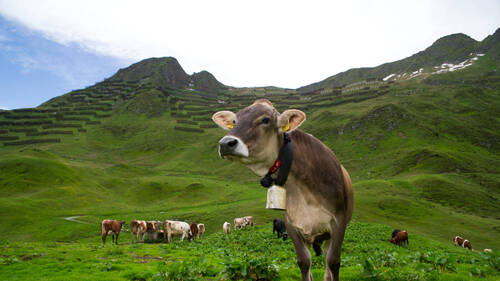 La Suisse veut inscrire l'alimentation alpine à l'UNESCO